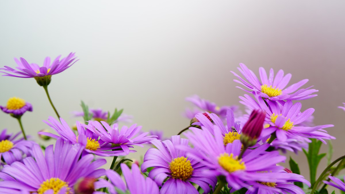 Taking pictures with my&nbsp;camera