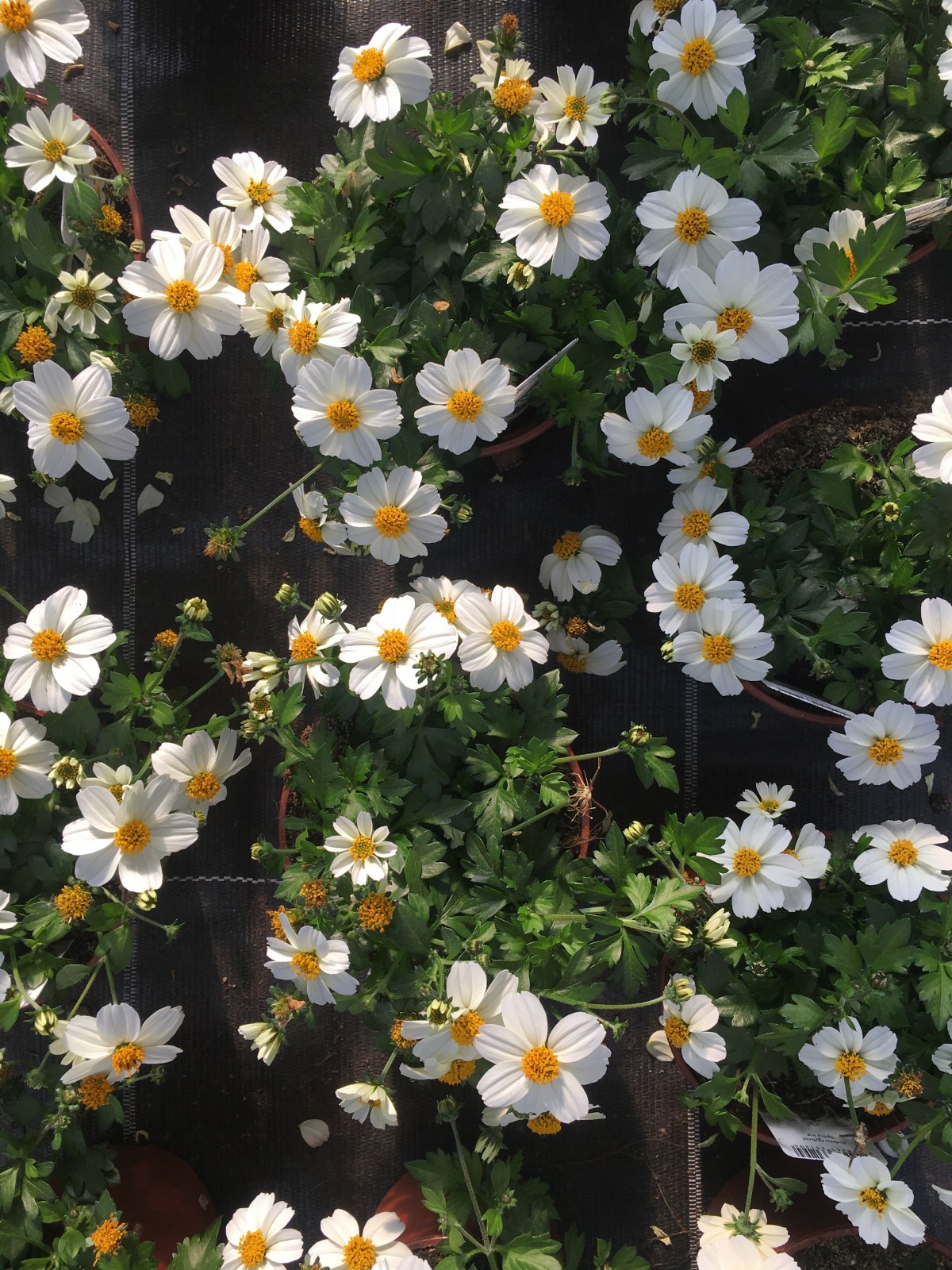 What day is&nbsp;it?